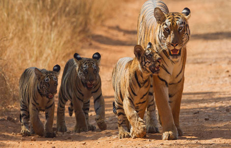 tadoba tour planning