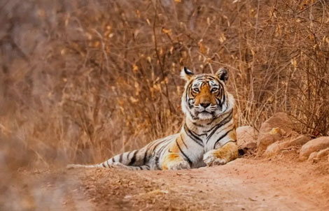 how to plan tadoba tour