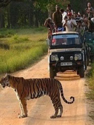 best time to visit tadoba