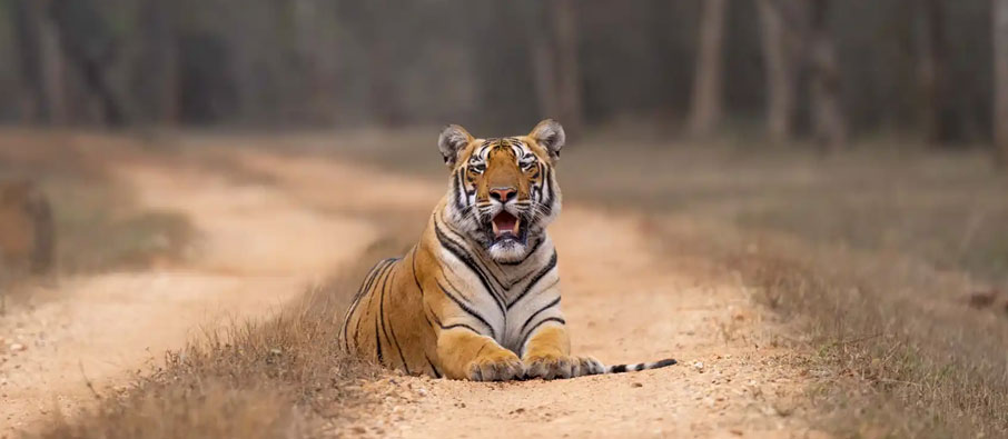 Tadoba Best Season Guide - Winter vs Summer Explained