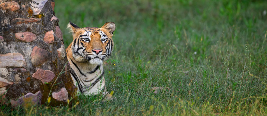 Mistakes Tourists Make While Booking a Tadoba Safari
