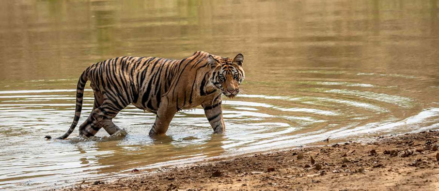 tadoba tour