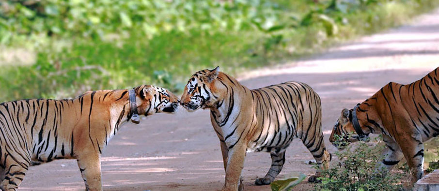 safari zones in tadoba