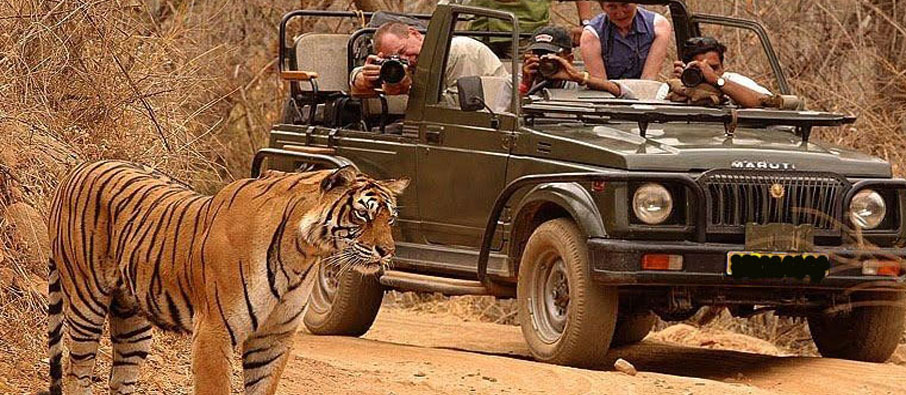 wild safari in tadoba