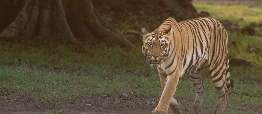 A Detailed Guide to Plan a Tadoba Wildlife Tour for 4 Days