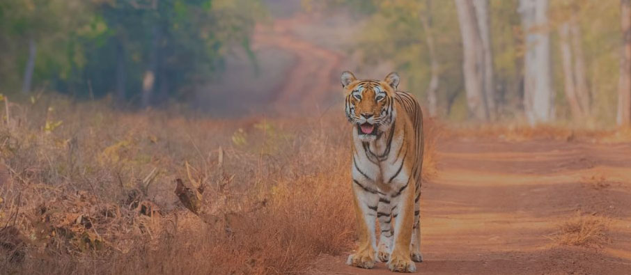 tadoba winter safari